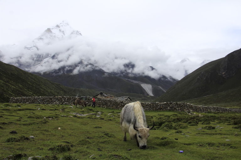 Everest Base Camp Trek During Monsoon – What to expect? Ama Dablam and Yak seen from Pheriche village 4200m. Photo: Sharan Karki