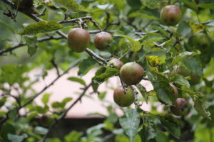 Apples are grown during Monsoon Season. Photo: Sharan Karki
