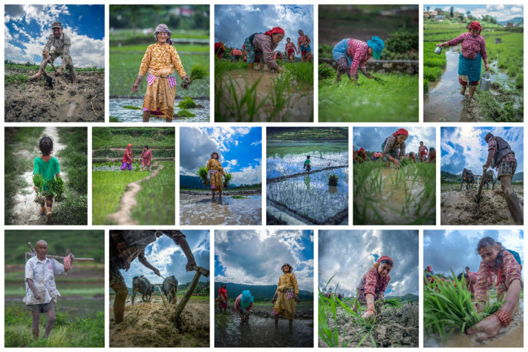 Best photos of Rice Planting Festival in Nepal