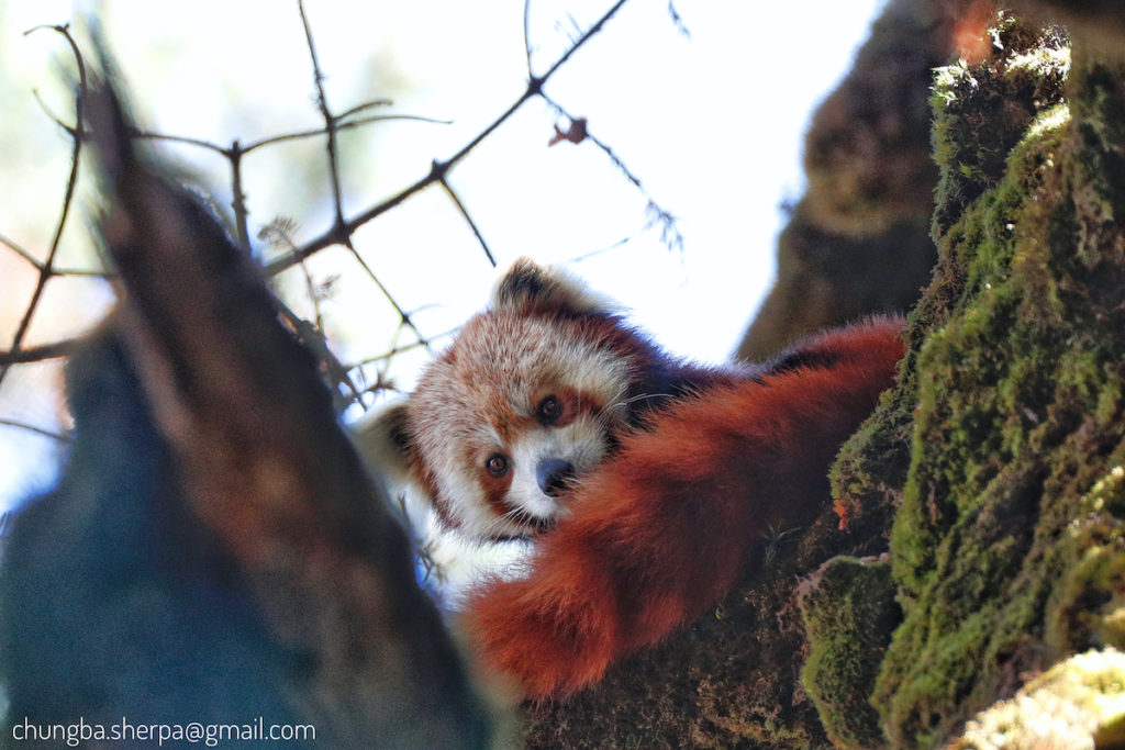 Red panda numbers are rising in Nepal Nepal 8th Wonder