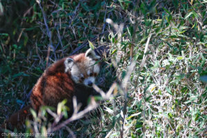 Red Panda in Nepal. Photo: Chungba Sherpa