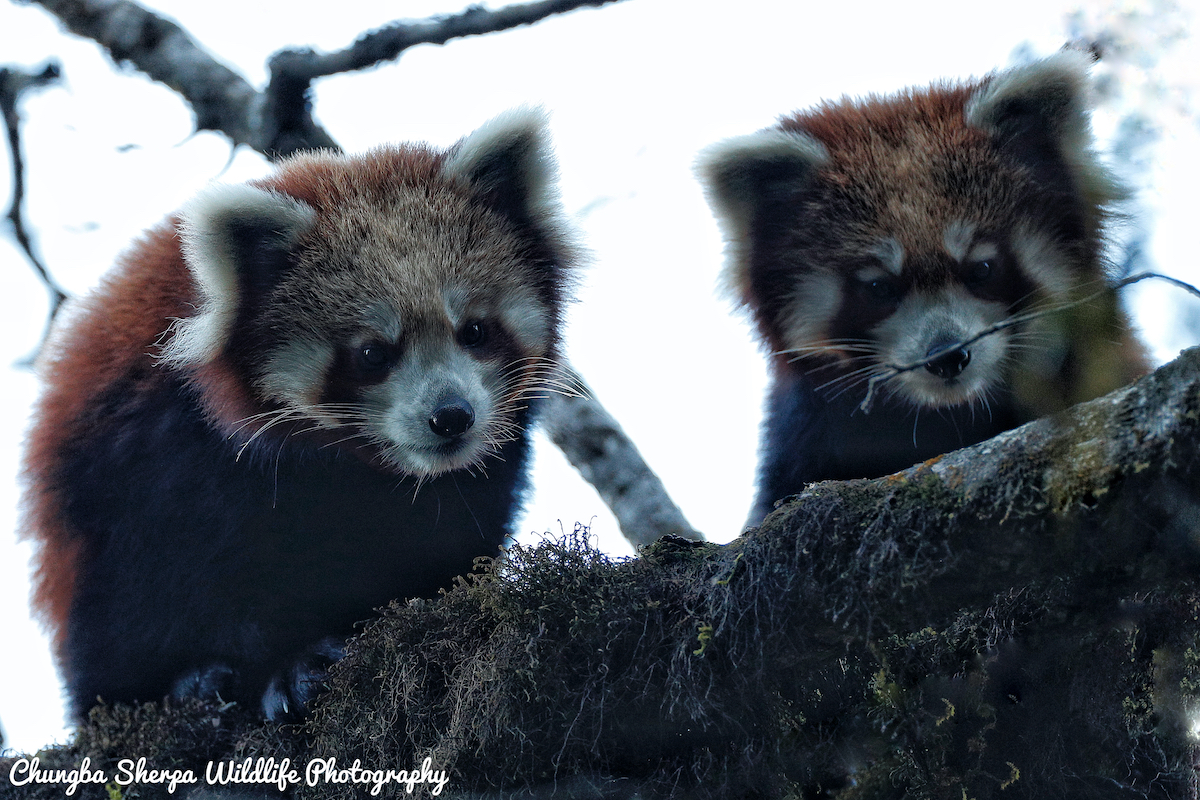 Red panda numbers are rising in Nepal Nepal 8th Wonder