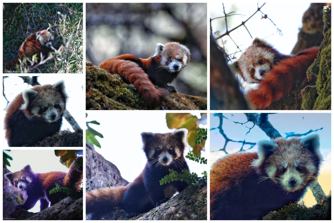Red panda numbers are rising in Nepal Nepal 8th Wonder