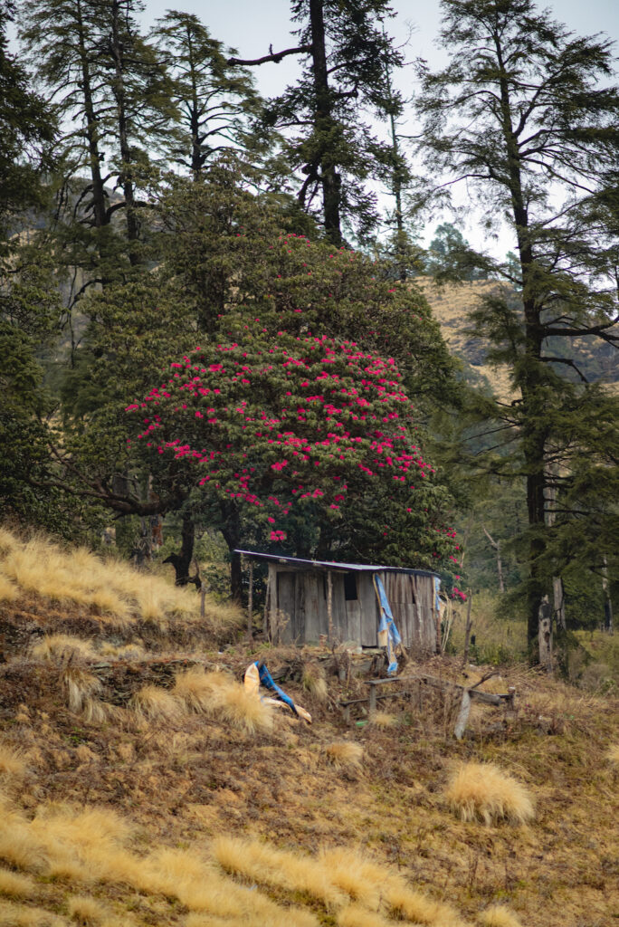 Rhododendrons seen during Mohare Danda Trek