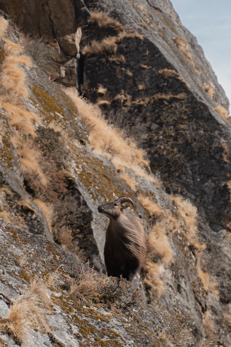 The Himalayan tahr is a large even-toed ungulate native to the Himalayas in southern Tibet, northern India, western Bhutan and Nepal.