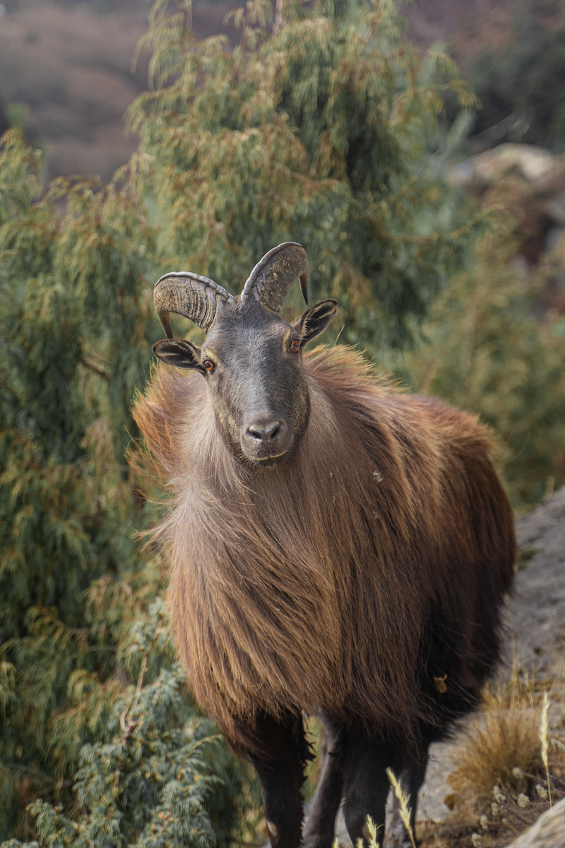 The Himalayan tahr seen on the way to Tengboche.