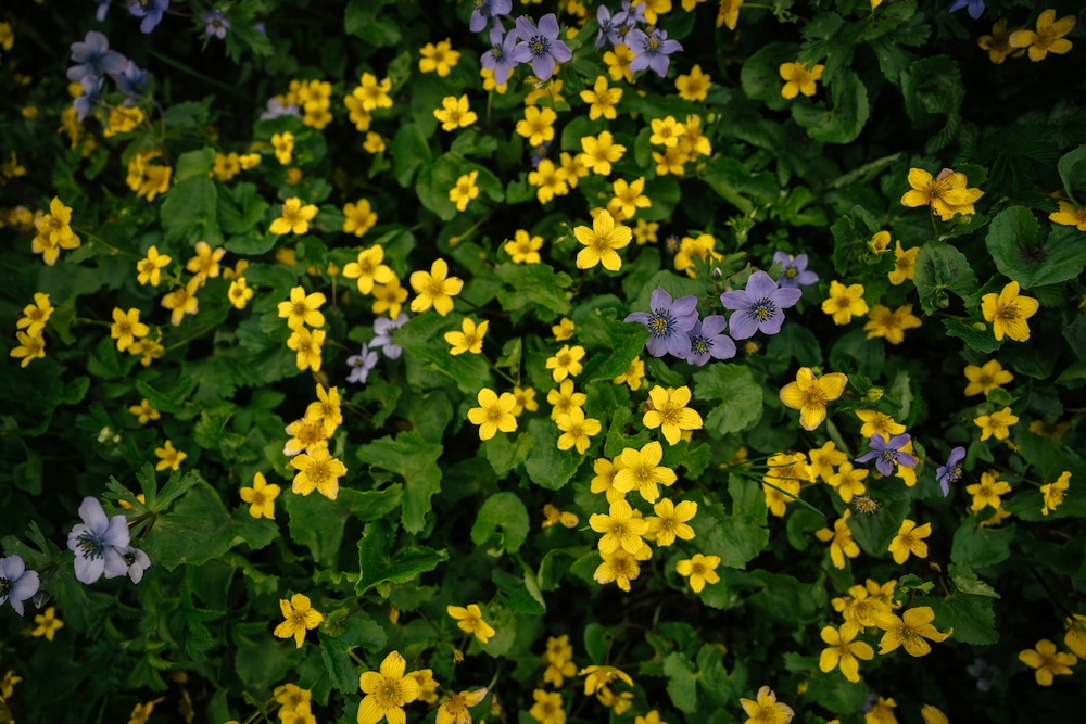 Colorful wildflowers are usually seen during the Monsoon Season