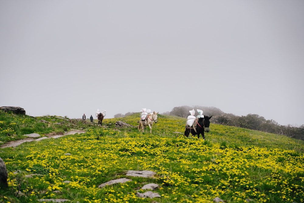 Horses and Mules during Kori Trek