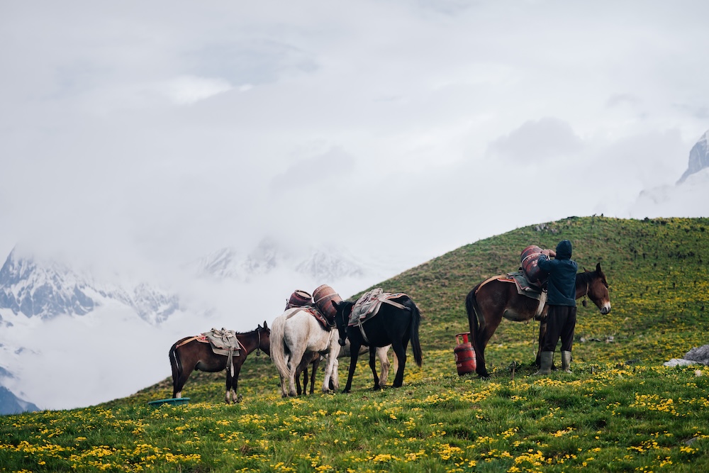 Mules and Horses are the major source of goods transportation in Kori Region