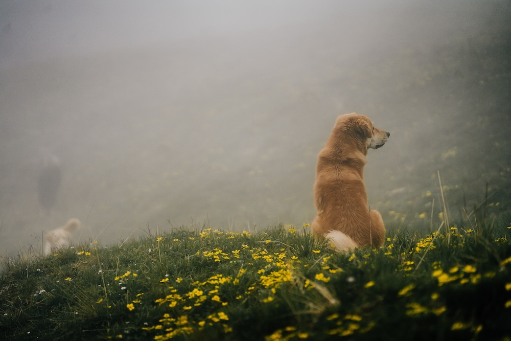 The misty weather is very usual during this trek