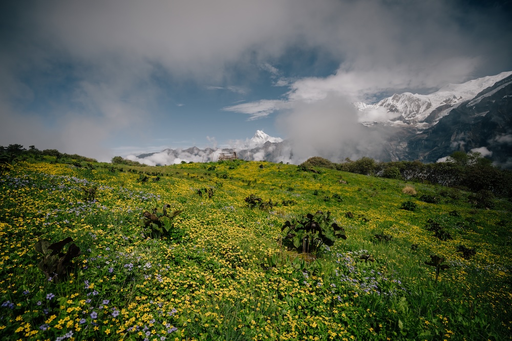 WIld flowers seen during Kori Trek ahead of Nhutaa