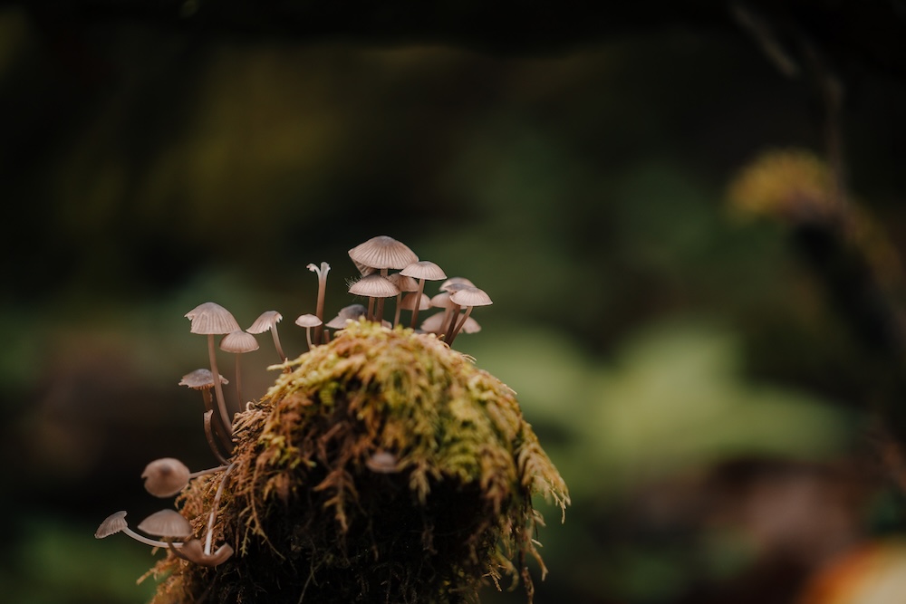 Wild Mushrooms seen during the trek to Kori