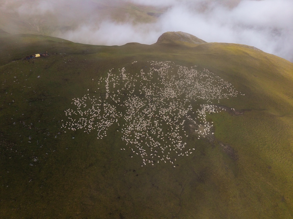 Misty mornings and wandering flocks in Bukipatan.