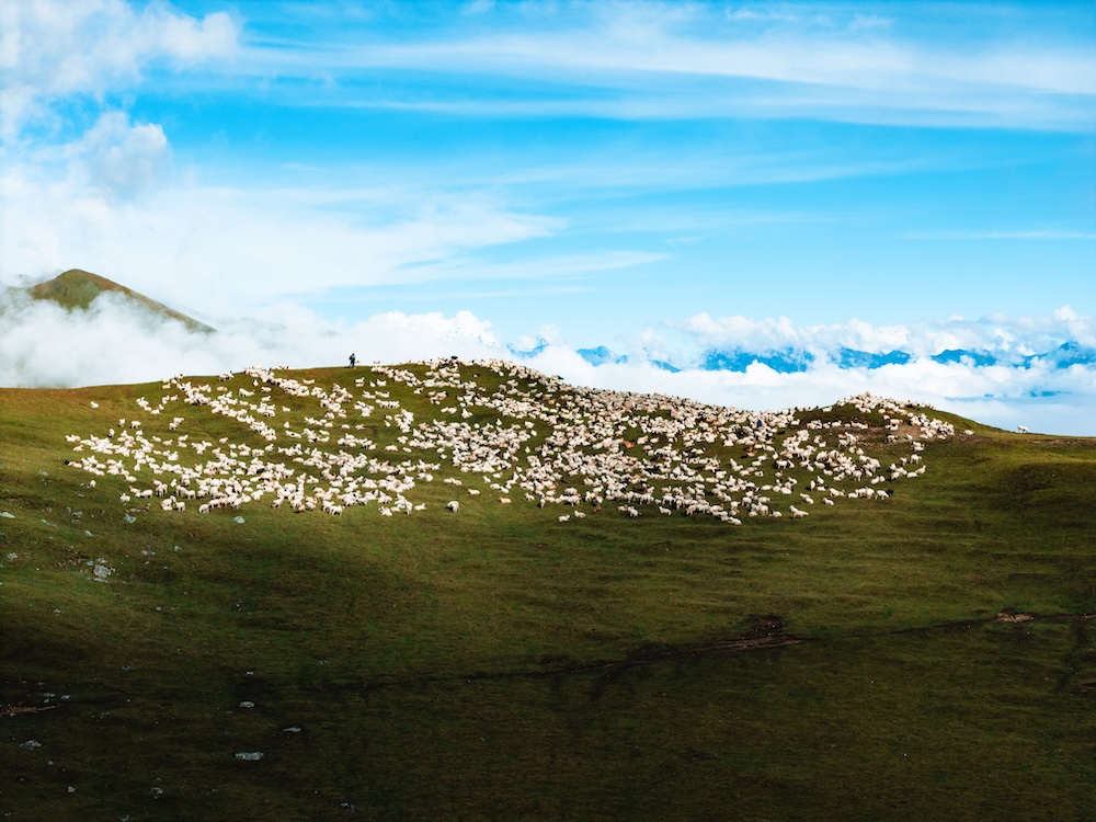 Over 2,500 sheep roaming Bukipatan’s greenlands.
