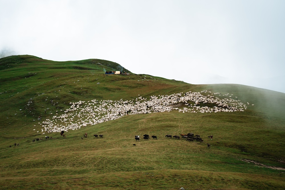 Sheep roaming the green Bukipatan.