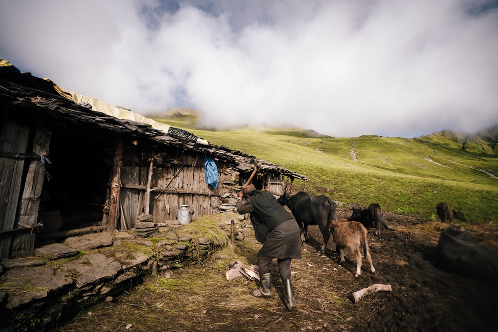 Surviving and thriving through herding in the Himalayas.