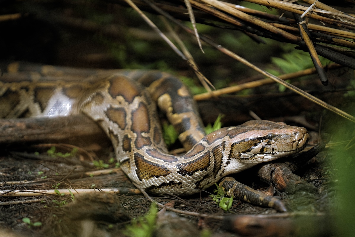A giant python resting in the shade of the park near Baba Taal.