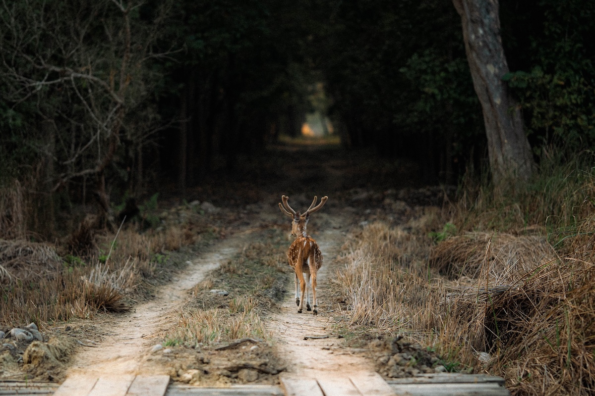 A lonely spotted Deer in Shuklaphanta National Park near Rani Taal.