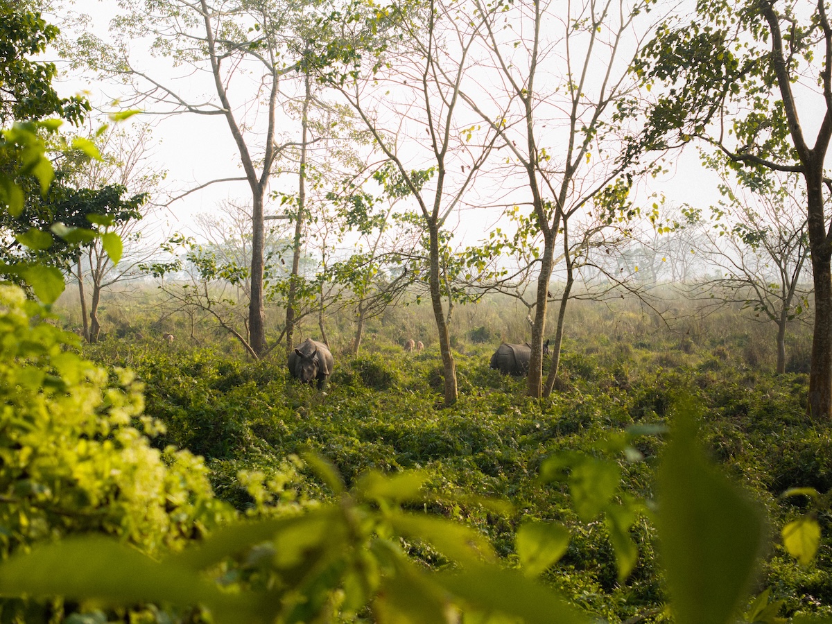 A rare sight of the one-horned rhinos in the wild.