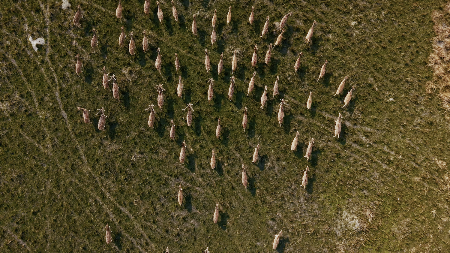 A wide view of spotted deer racing across the open plains.