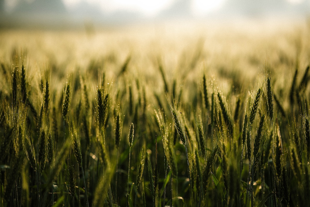Morning dew glistening on the golden wheat fields.