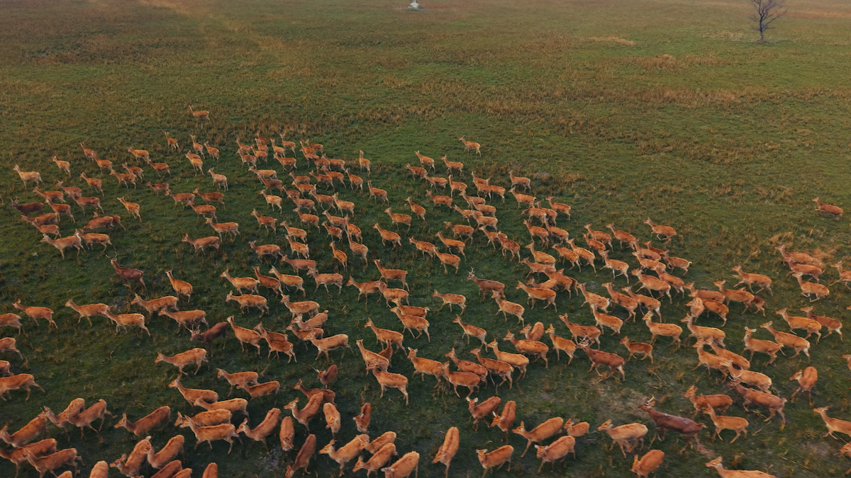 The group of Barasinghe seen inside the park.