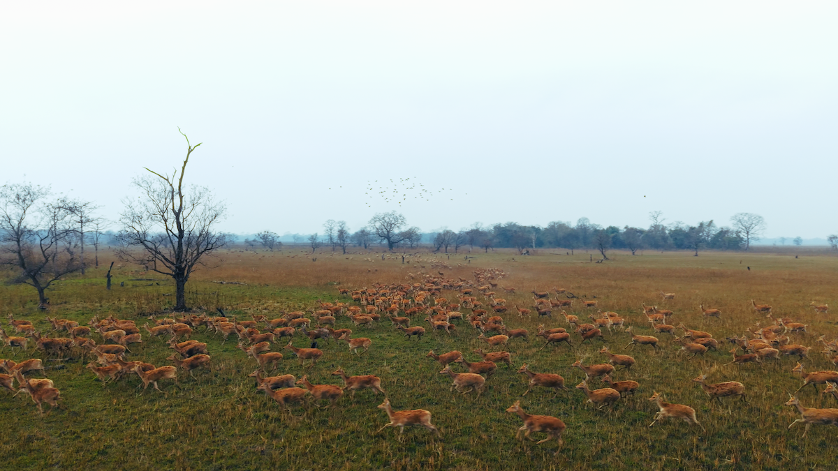 The famous Barasingha grazing together in the heart of the park.