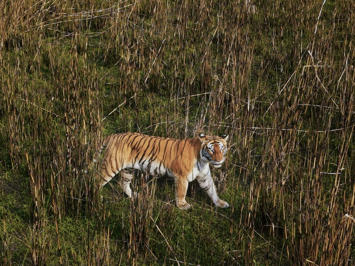 The powerful gaze of a tiger peering through the tall grass.