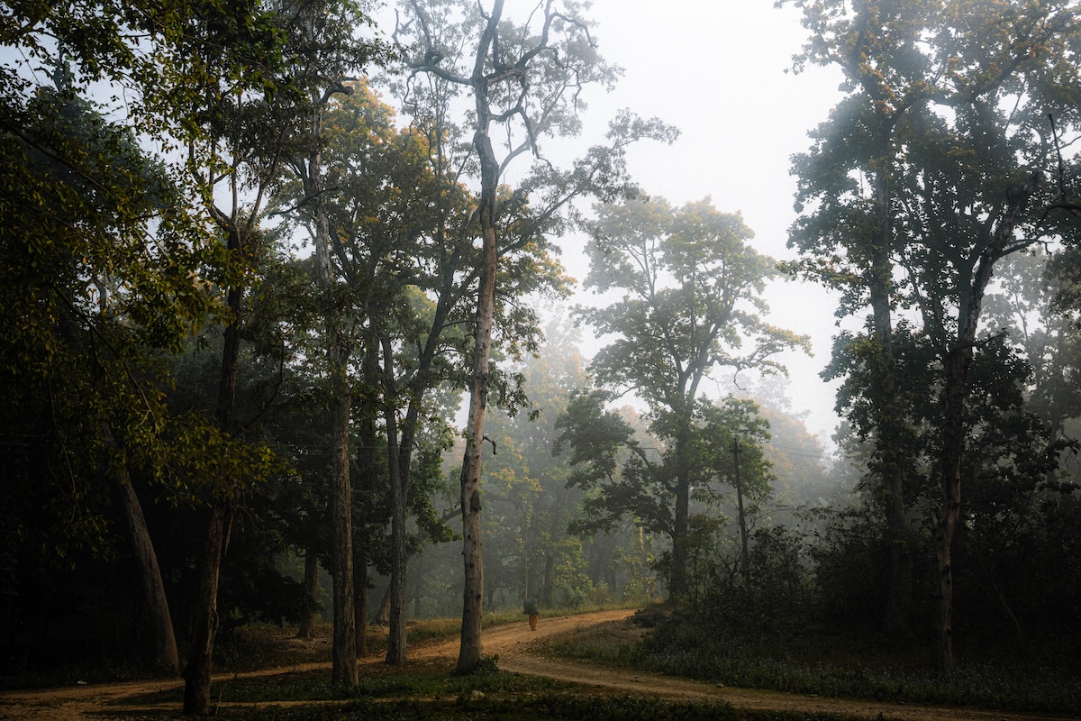 The silent architecture of the Terai waking up under a blanket of fog.