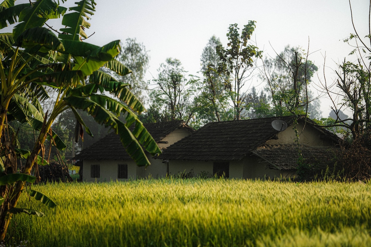 Traditional homes near Shuklaphanta Natioanl Park tucked away behind the lush green fields.